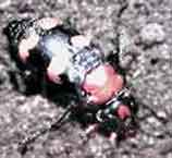 American Burying Beetle