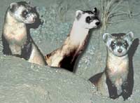 Black Footed Ferret