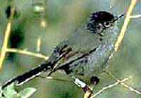 California Gnatcatcher