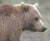 Grizzly Close-up
