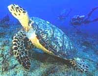 Hawksbill Turtle