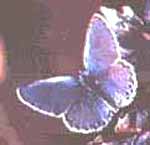 Karner Blue Butterfly