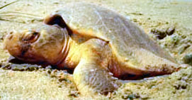 Kemps Ridley Sea Turtle