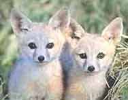 San Joaquin Kit Fox