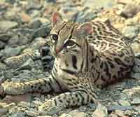 Ocelot