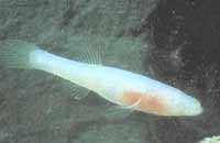 Ozark Cavefish