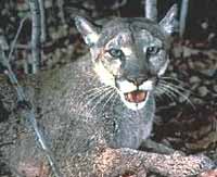 Florida Panther