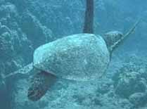 Sea Turtle