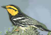 Golden Cheeked Warbler