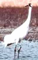 Whooping Crane