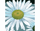 digital daisies