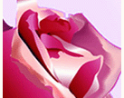 digital rose
